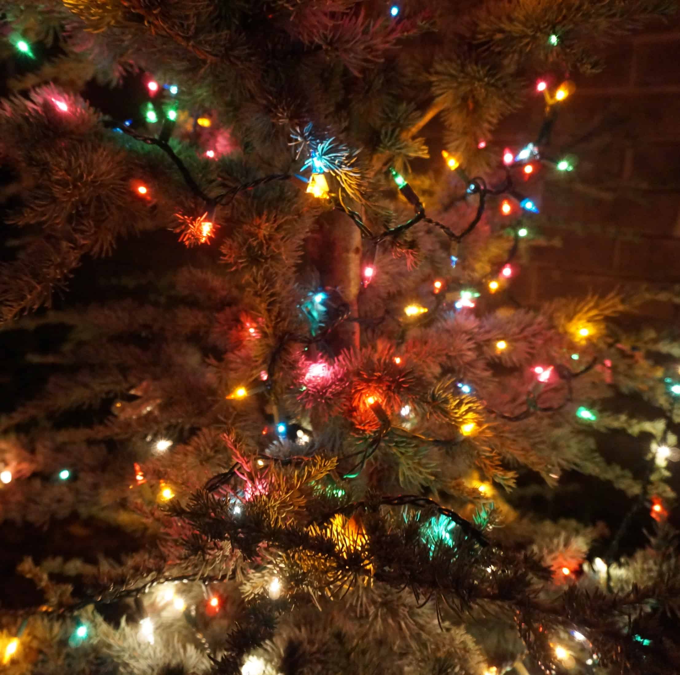 Celebrate Christmas in Gardens of the Bible
