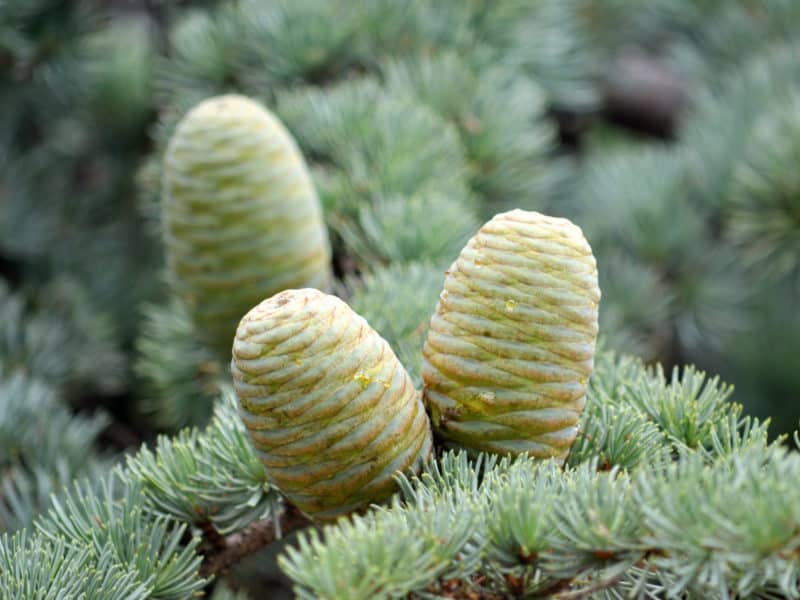 Cedar of Lebanon Cones upright on the branch