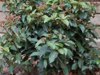 laurustinus shrub