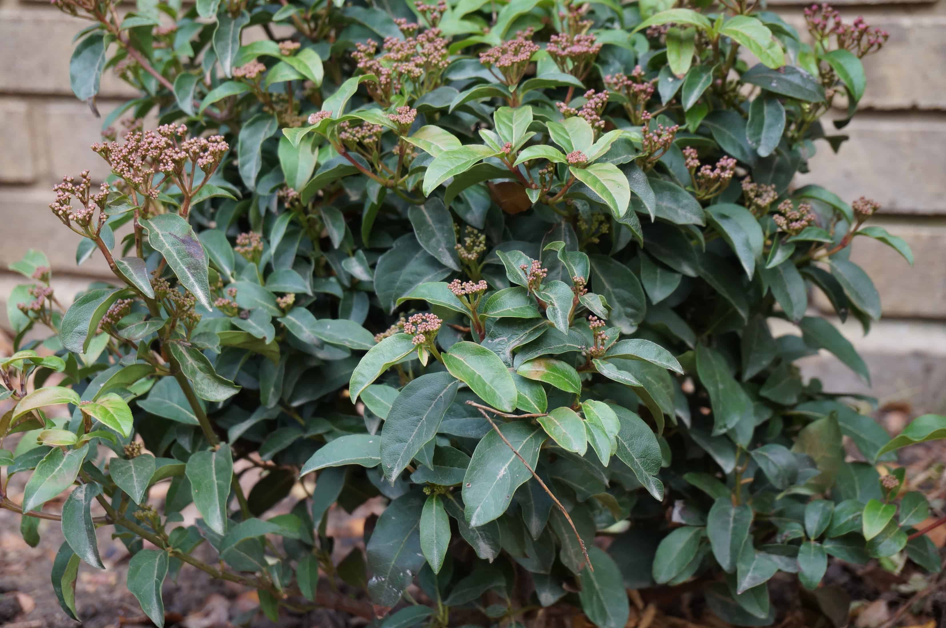 Laurustinus laurustinus shrub