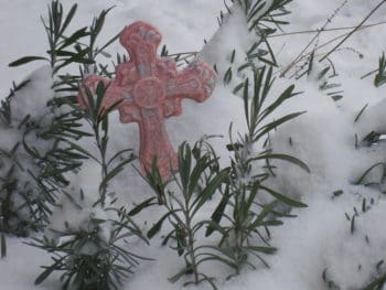 croos in a lavender bush in the snow