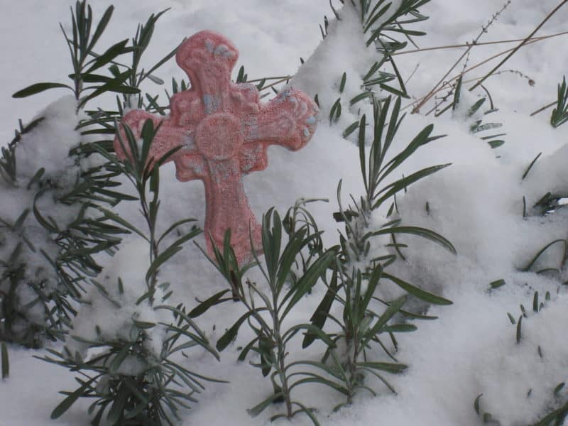croos in a lavender bush in the snow