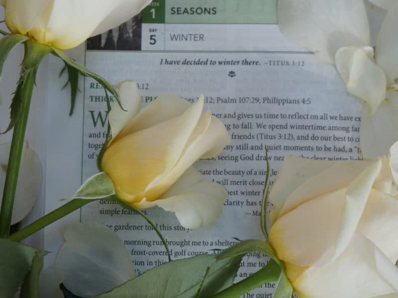 winter roses with GOd's WOrd for Gardeners Bible winter devotion