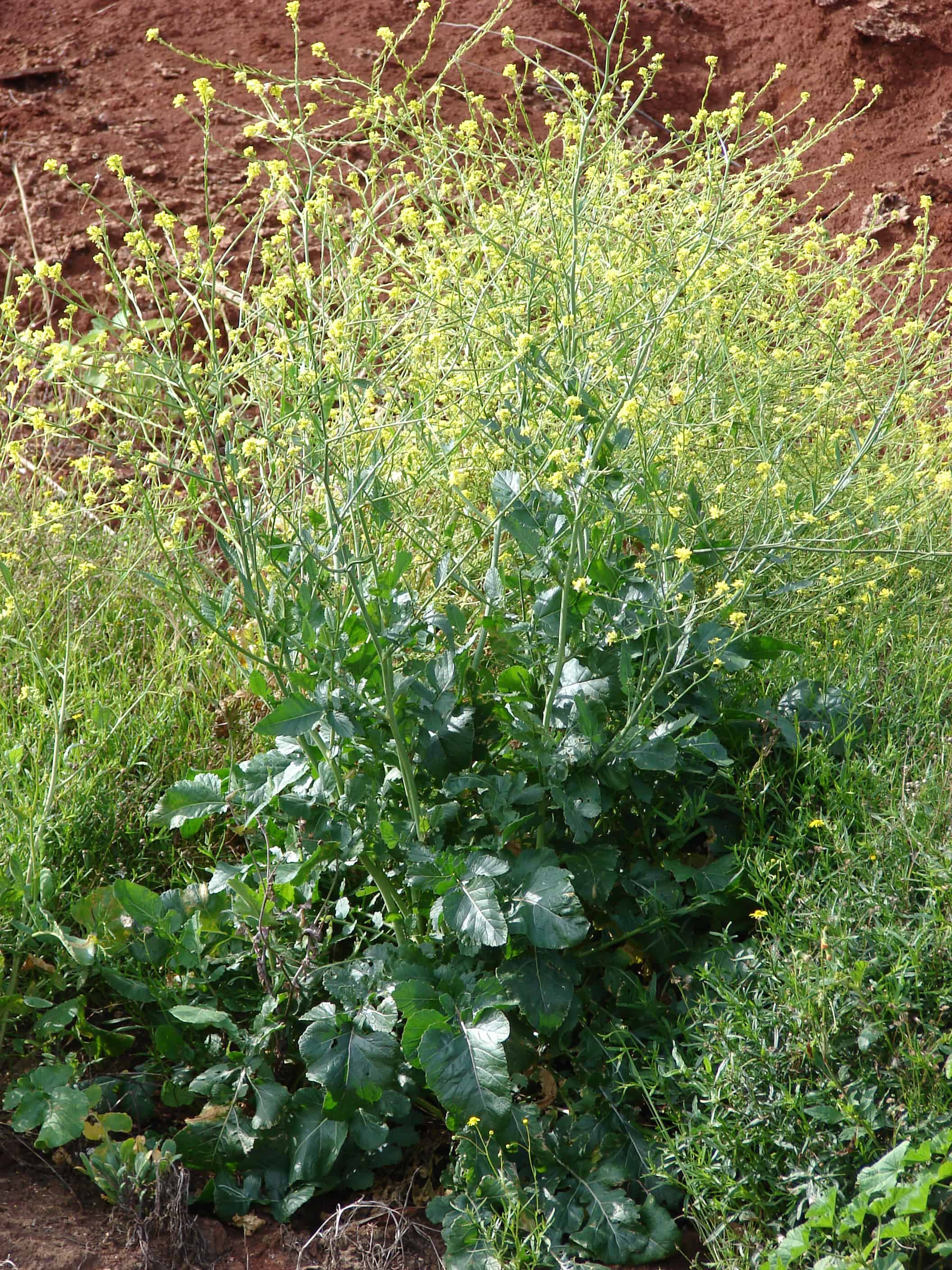 Mustard B. nigra flowering habit