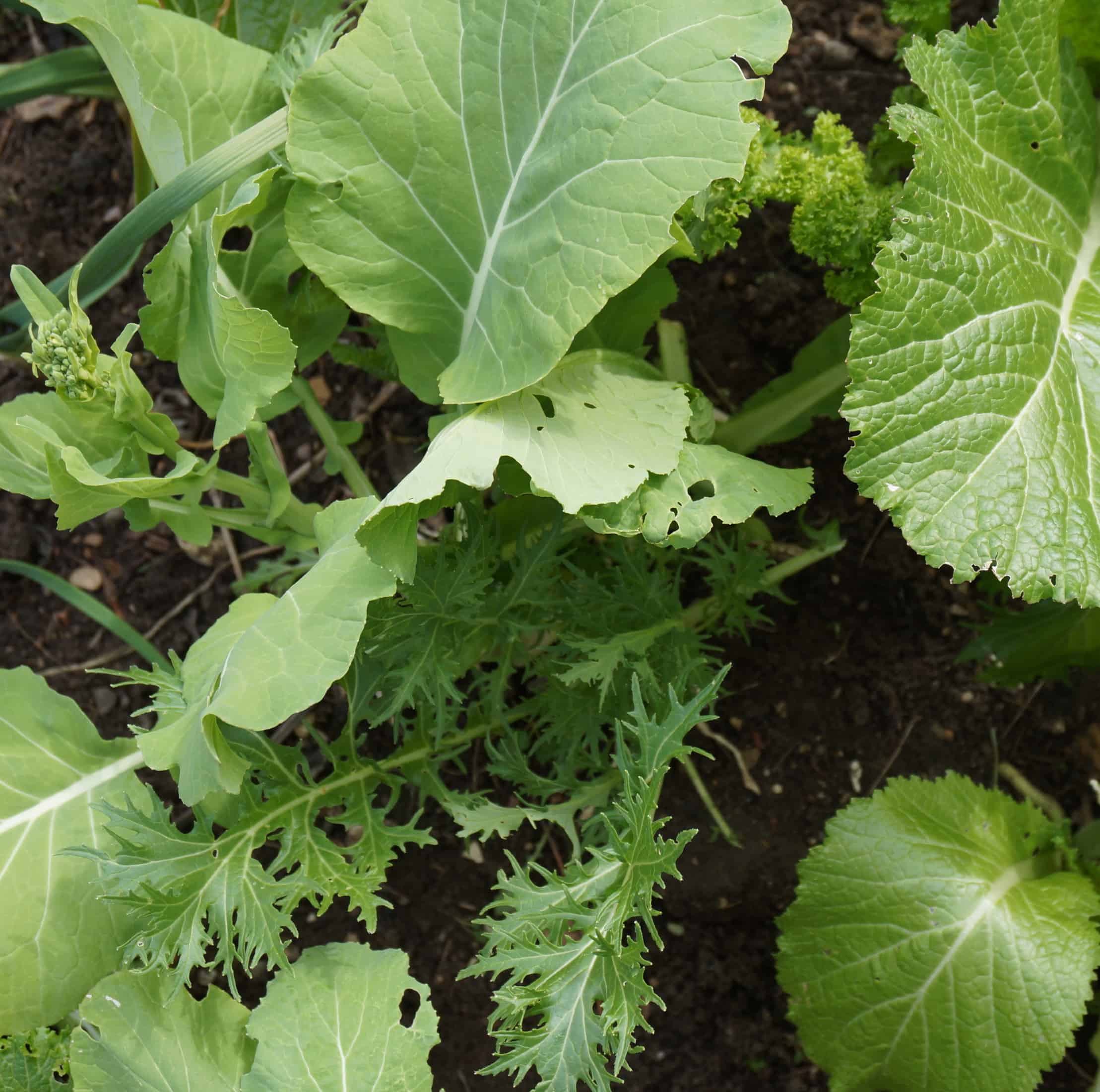 Growing Mustard in Rhyme and Meter Garden In Delight
