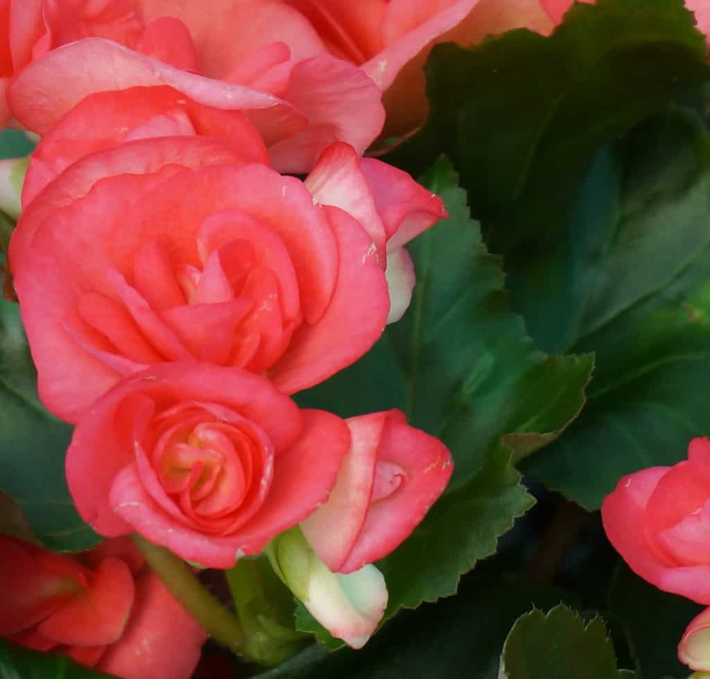 Begonia detail reminds us flowers fall but the Word of our God endures forever Isaiah 40:8