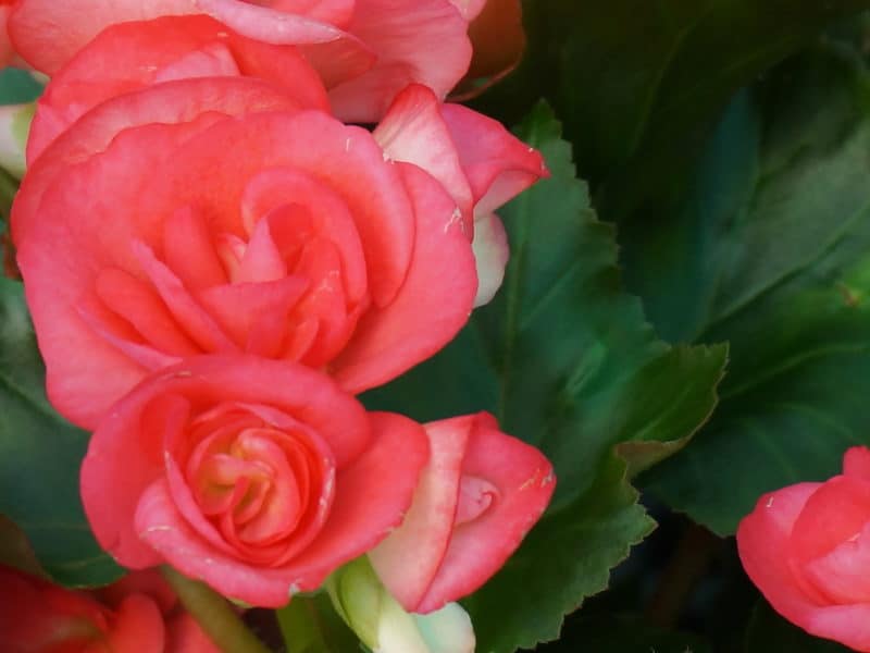 Begonia detail reminds us flowers fall but the Word of our God endures forever Isaiah 40:8