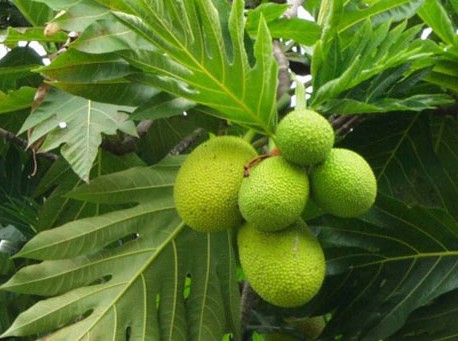 detail of the breadfruit tree