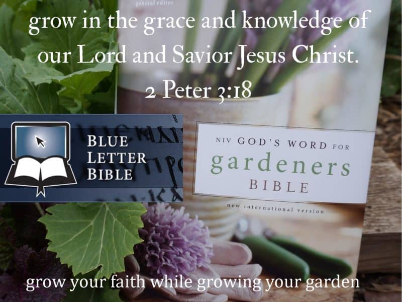 NIV God's Word for Gardeners Bible and Blue Letter Bible are like companion plantings in the garden.