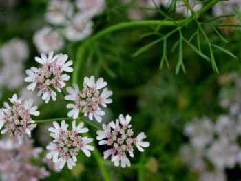 coriander flowers