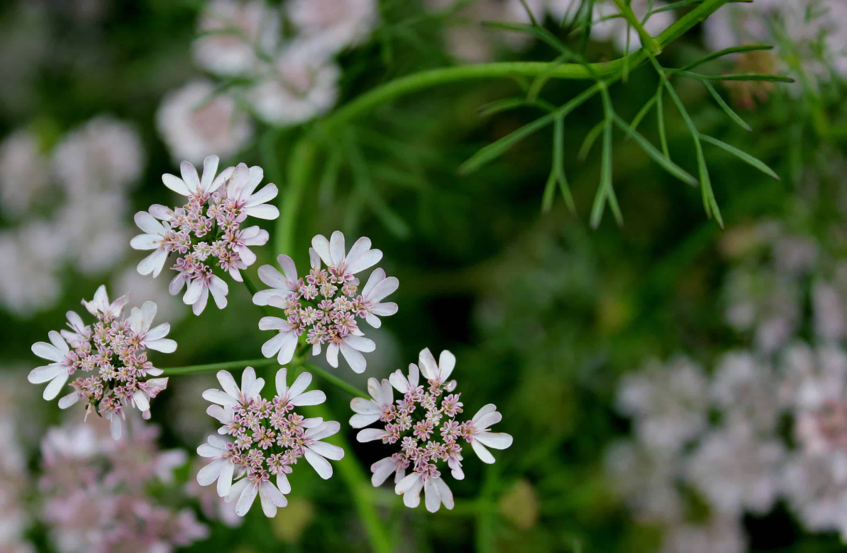Coriander coriander flowers