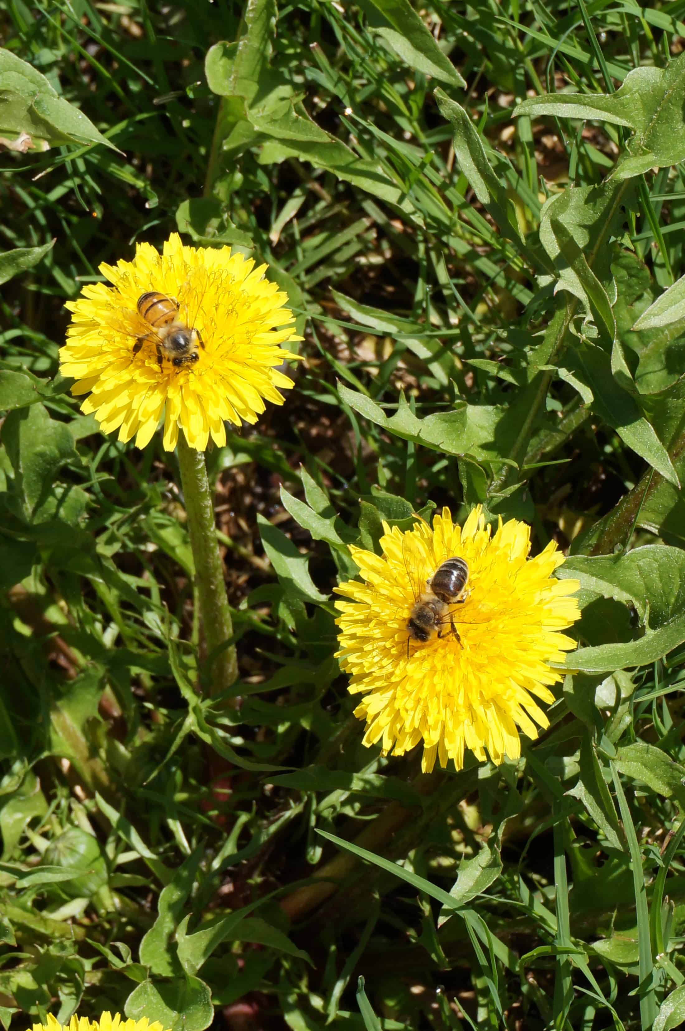 Dandelion dandelion greens grow in sun or part shade