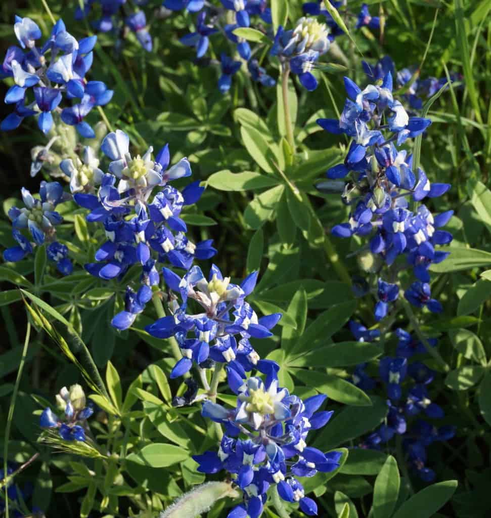 Bluebonnets in Irving TX