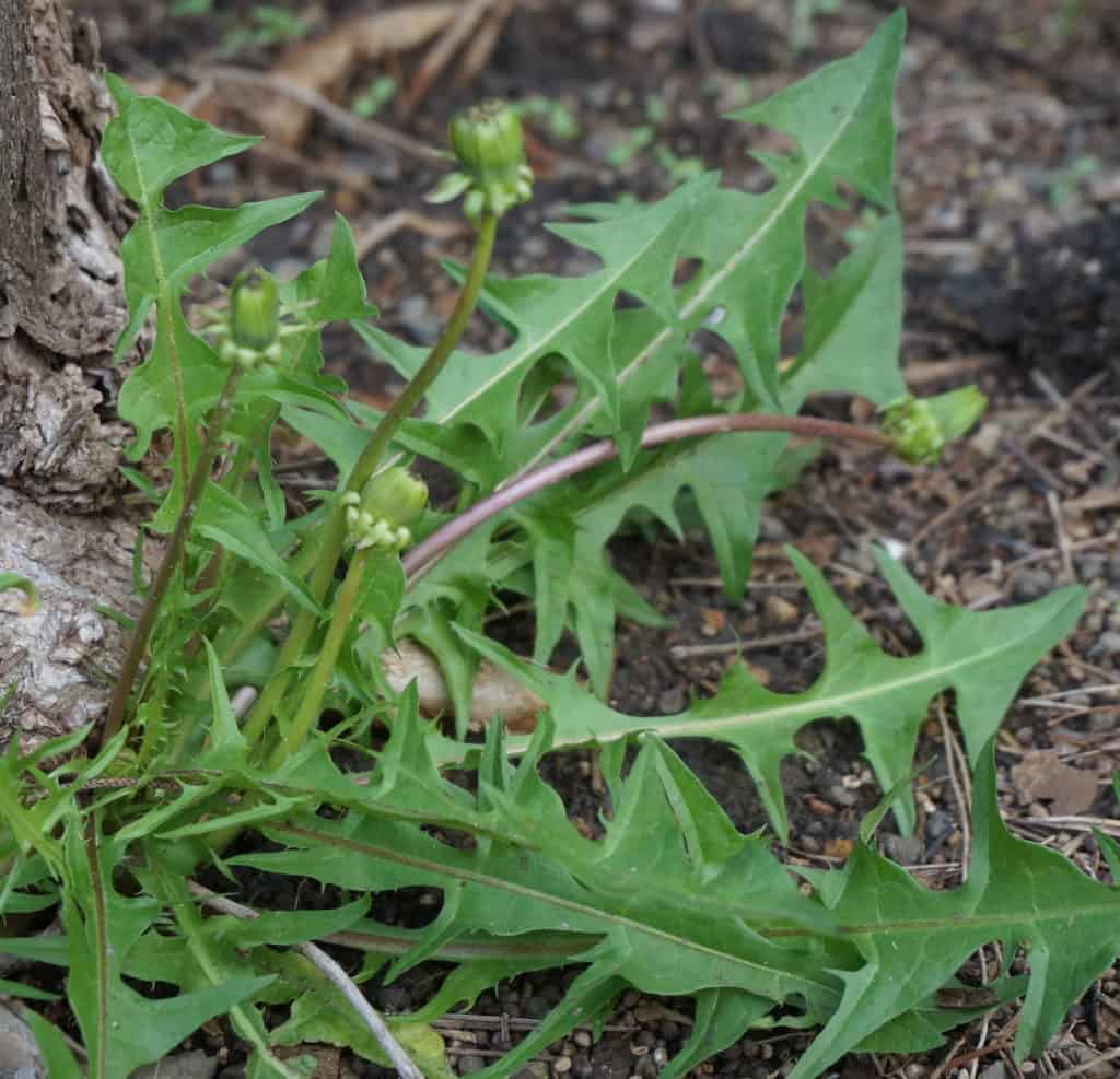 dandelion greens grow in sun or part shade