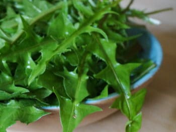 bowl of dandelion leaves