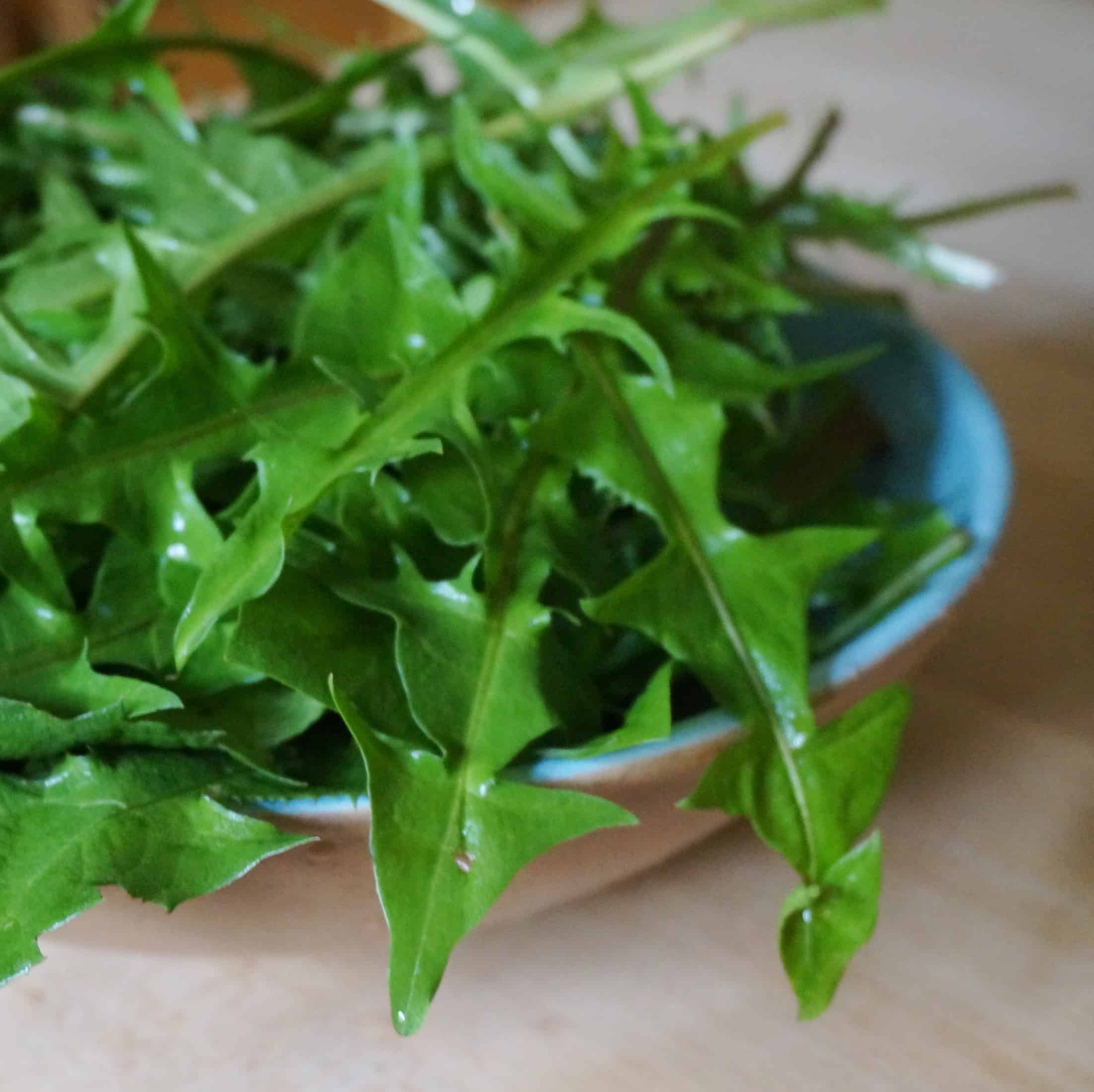 Dandelion dandelion greens grow in sun or part shade
