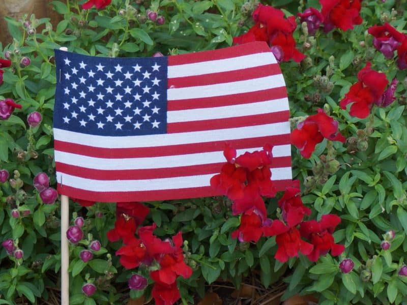 U. S. flag in a garden of red snapdragons