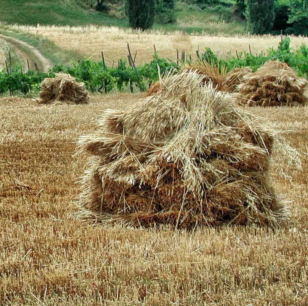 wheat shocks in the field