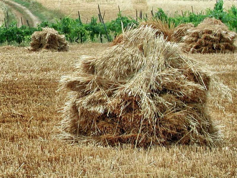 wheat shocks in the field