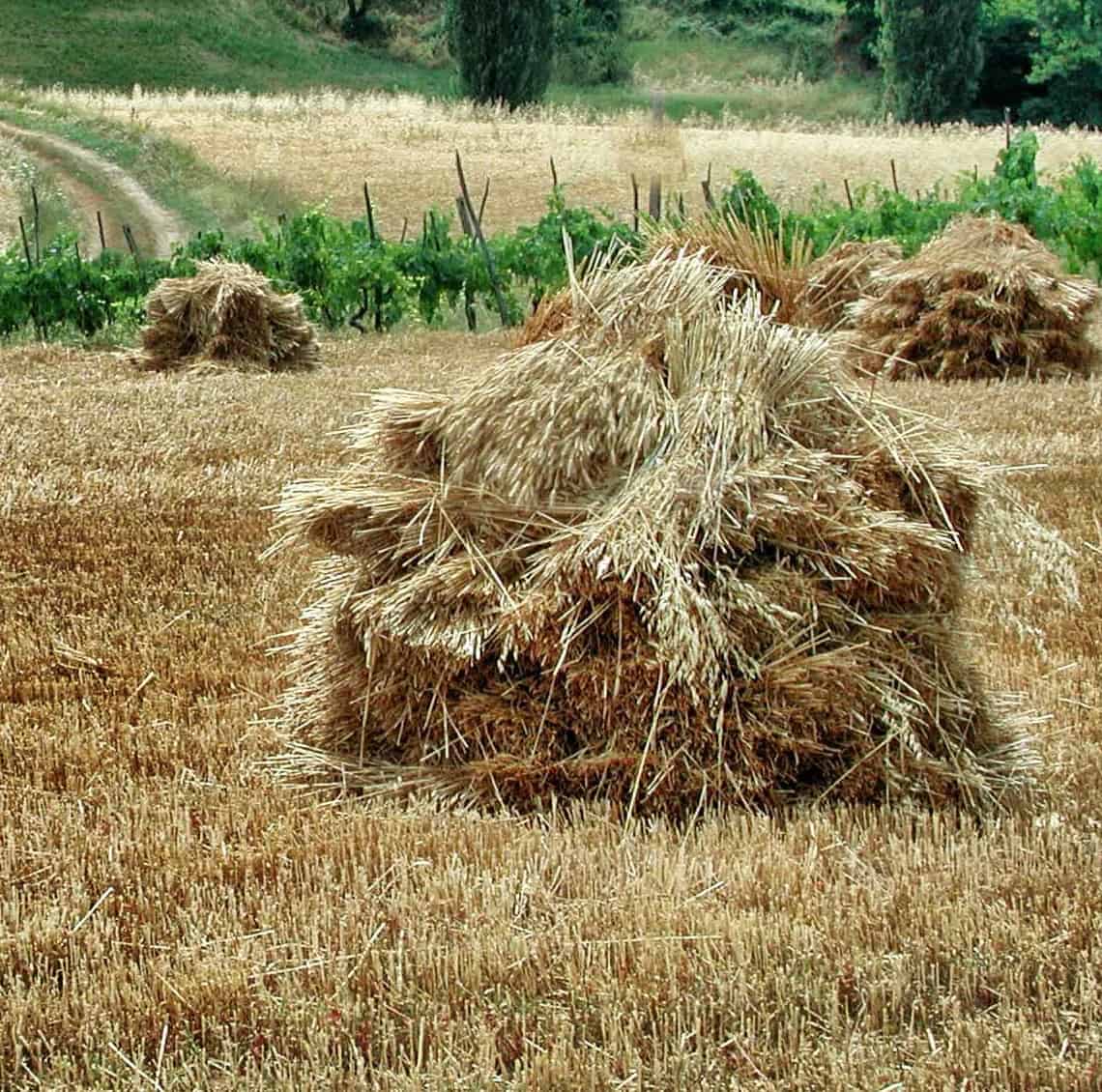 Wheat wheat spikelet