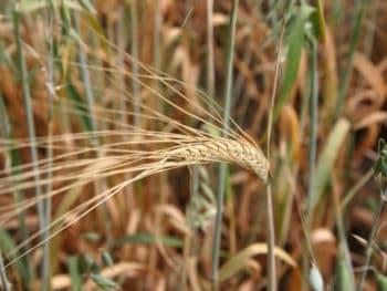 wheat spikelet