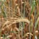wheat spikelet
