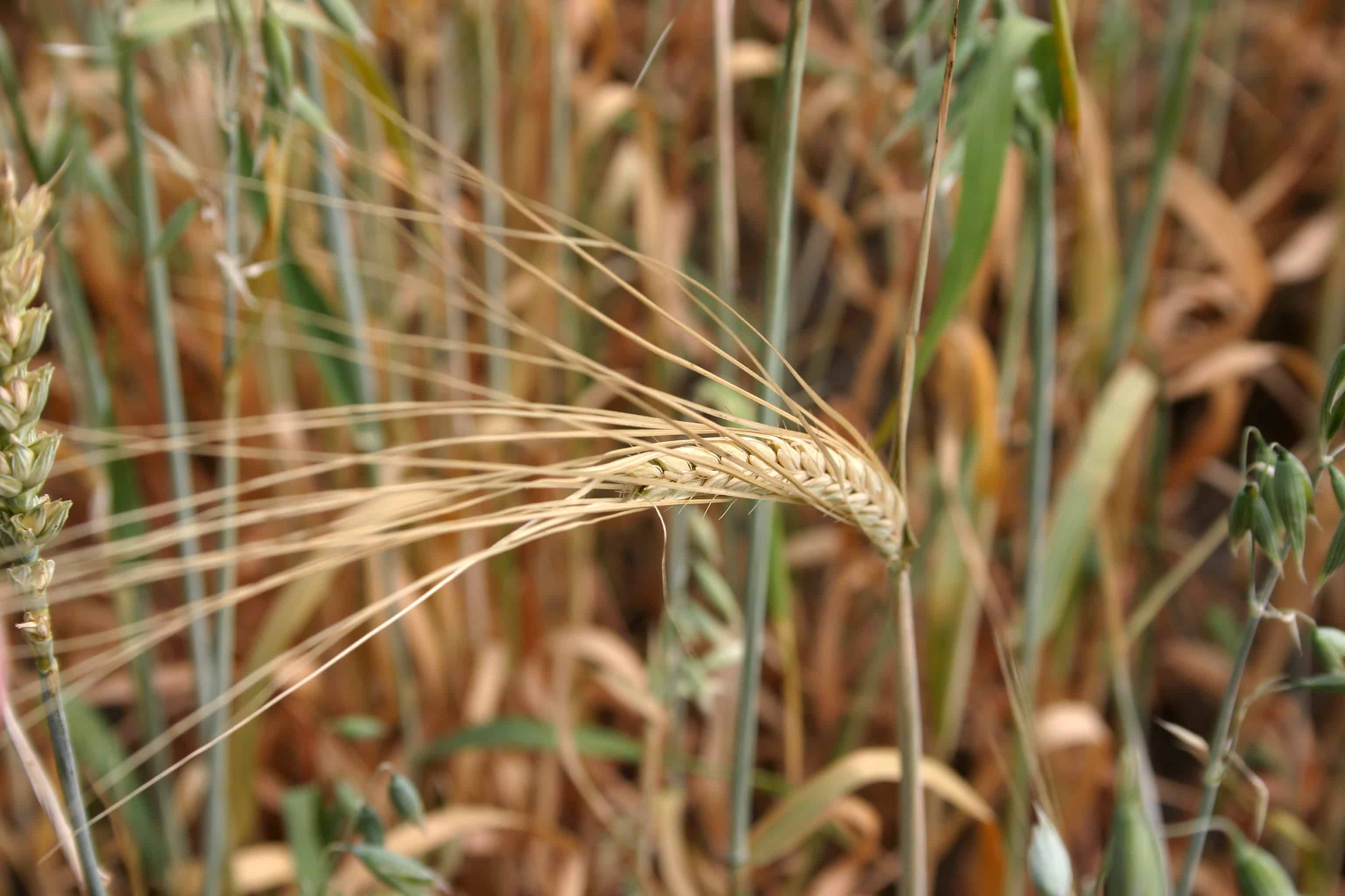 Wheat wheat spikelet