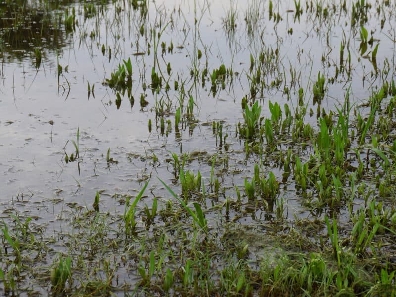 standing water after storm