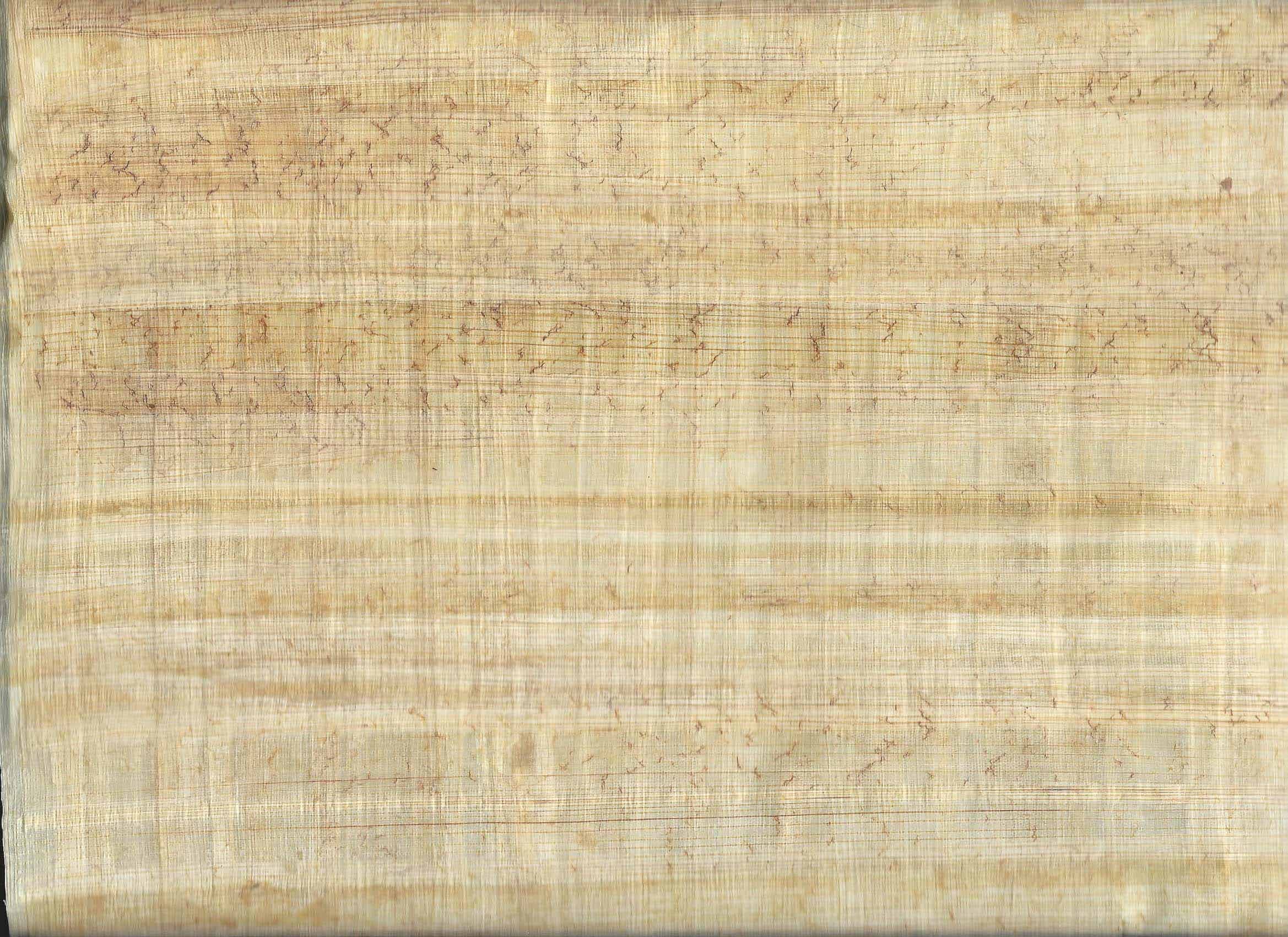 papyrus paper plant garden word