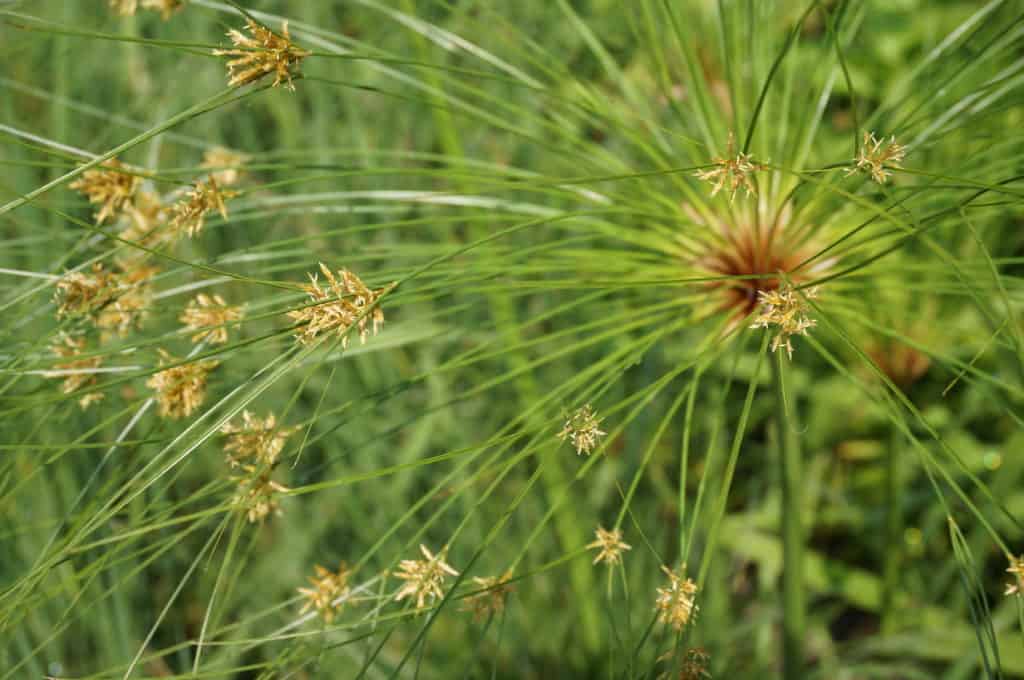 detail view of papyrus plant