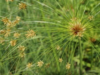 detail view of papyrus plant