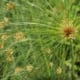 detail view of papyrus plant