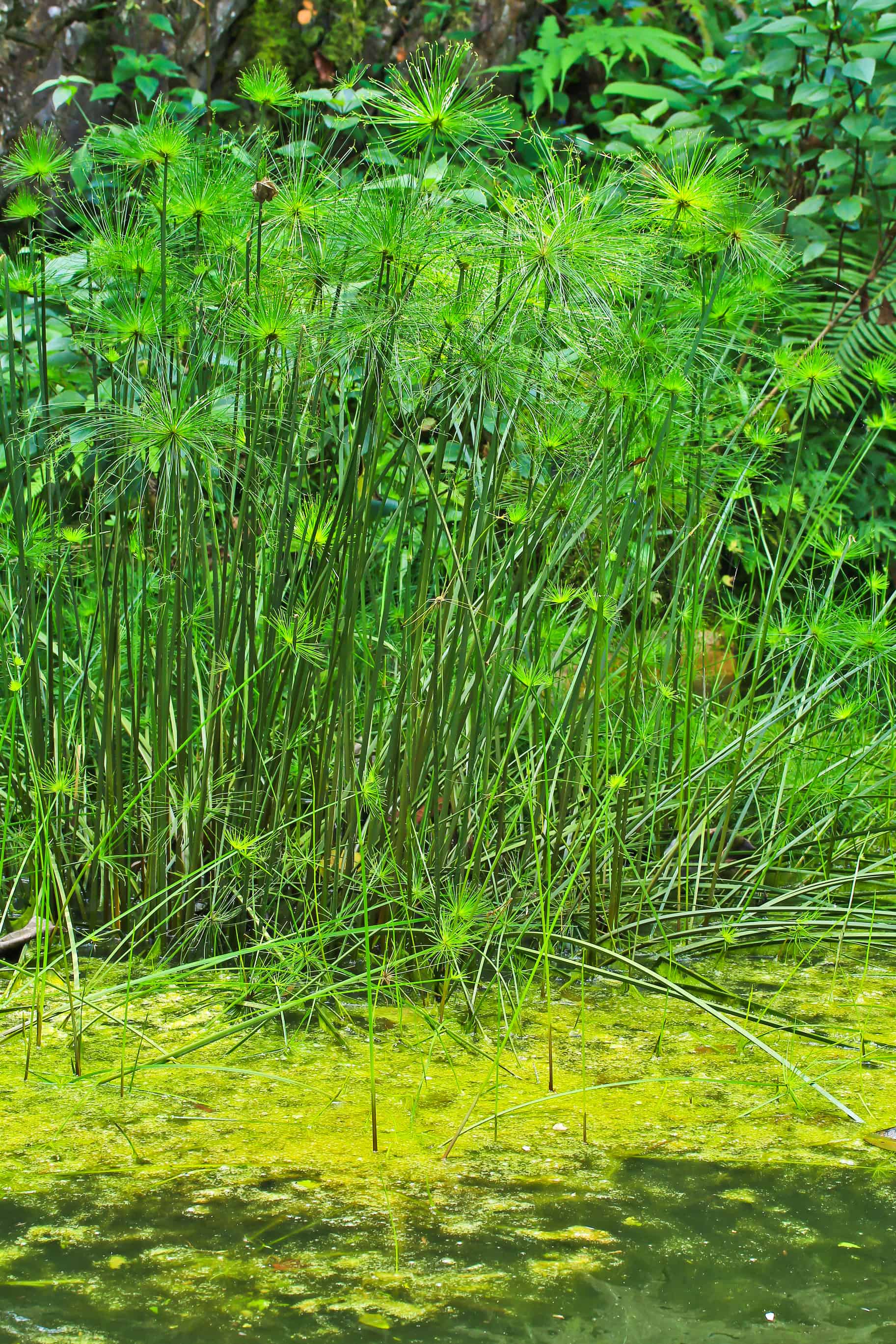 Papyrus detail view of papyrus plant
