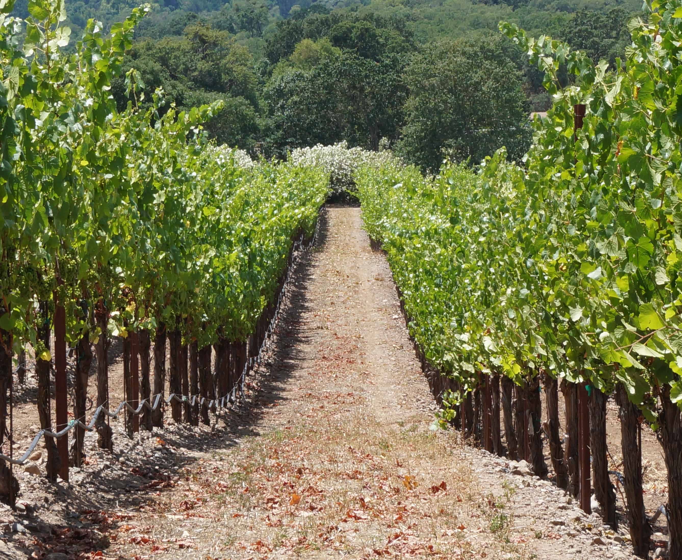 Grapevine wine grape detail at Hunter Farms