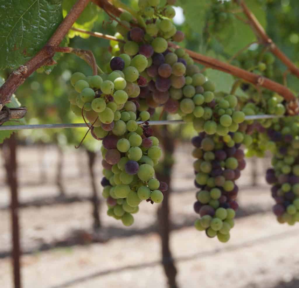wine grape detail at Hunter Farms