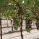 wine grape detail at Hunter Farms