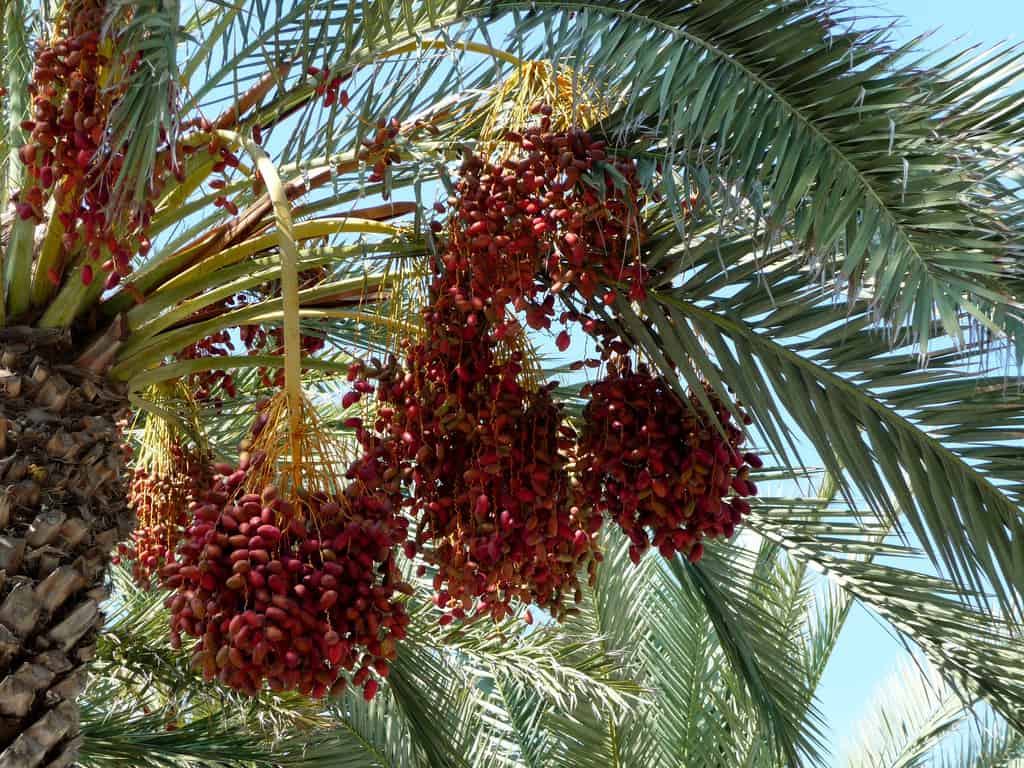 Date Palm close up of date clusters