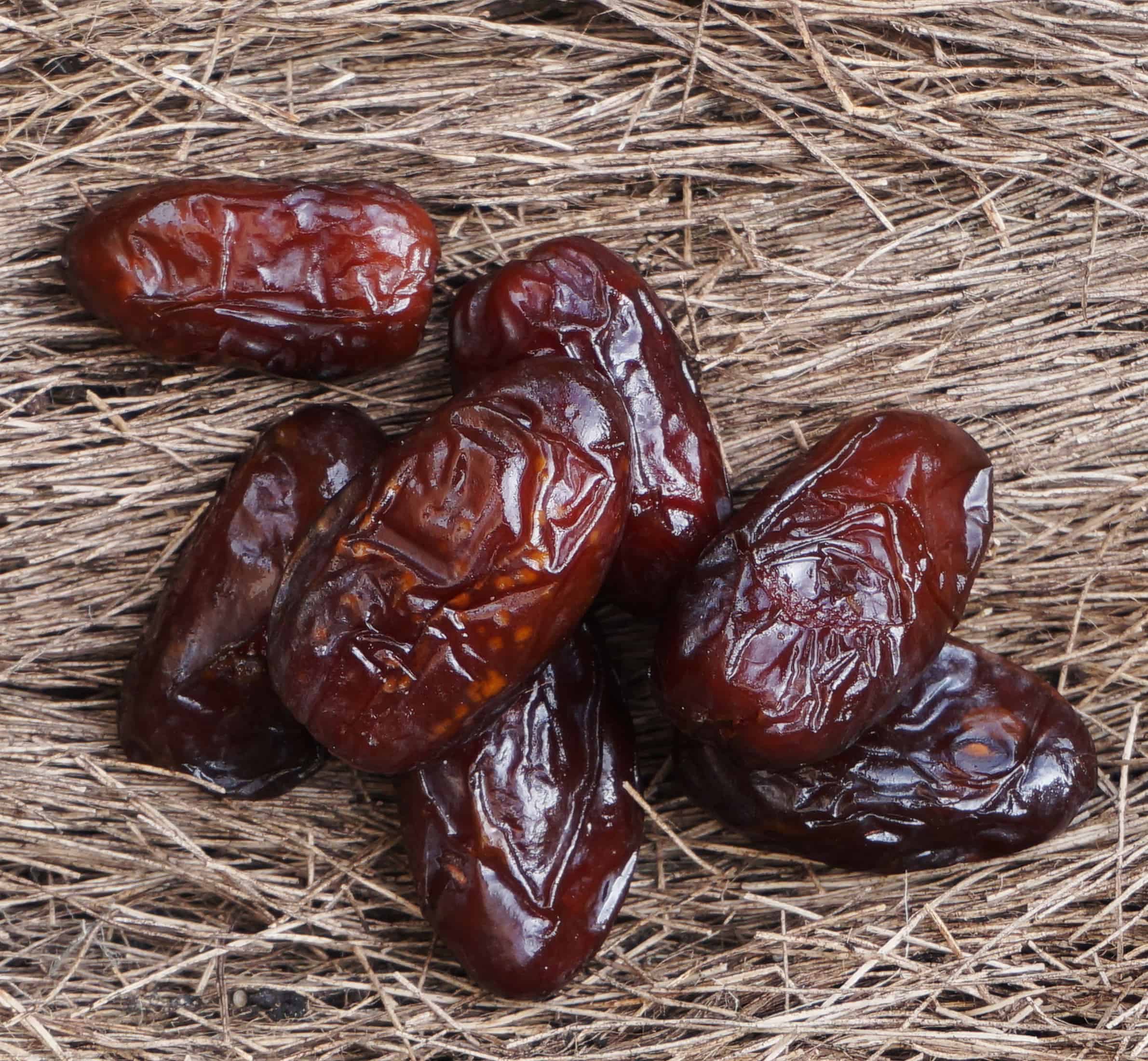 Date Palm close up of date clusters