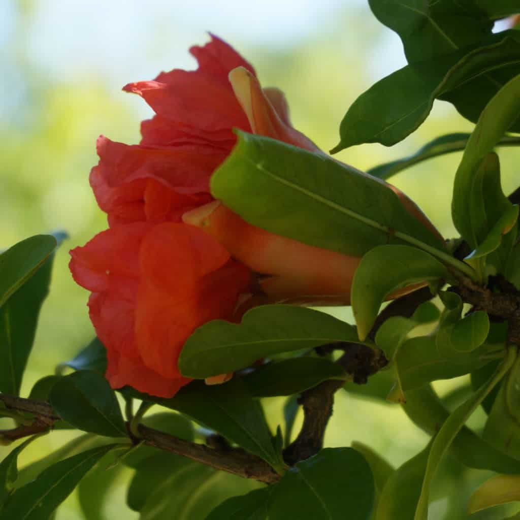 pomegranate flower detail