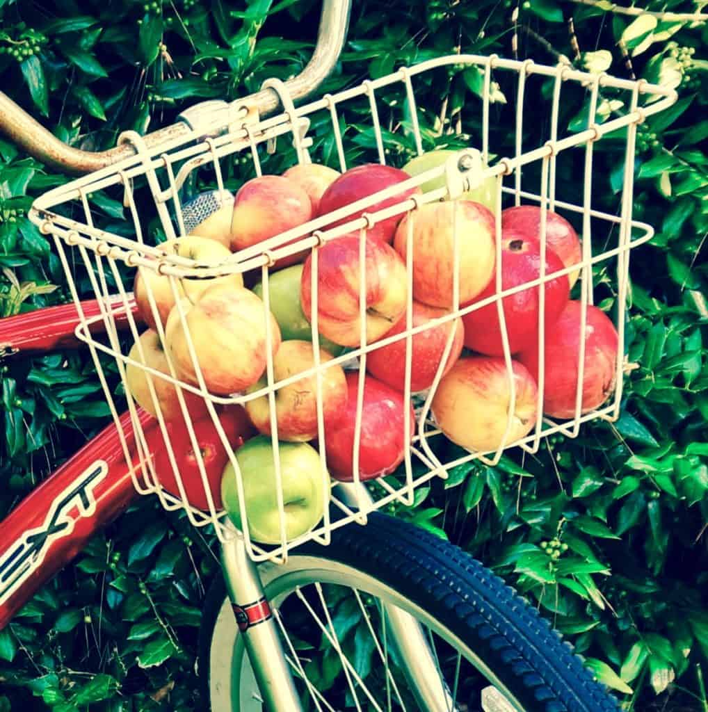 Apples fill a bike basket-filtered