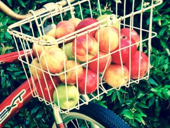 Apples fill a bike basket-filtered