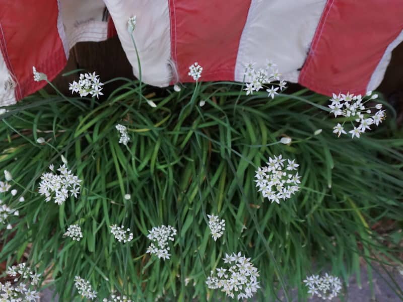 garlic chive flowers with United Sates flag