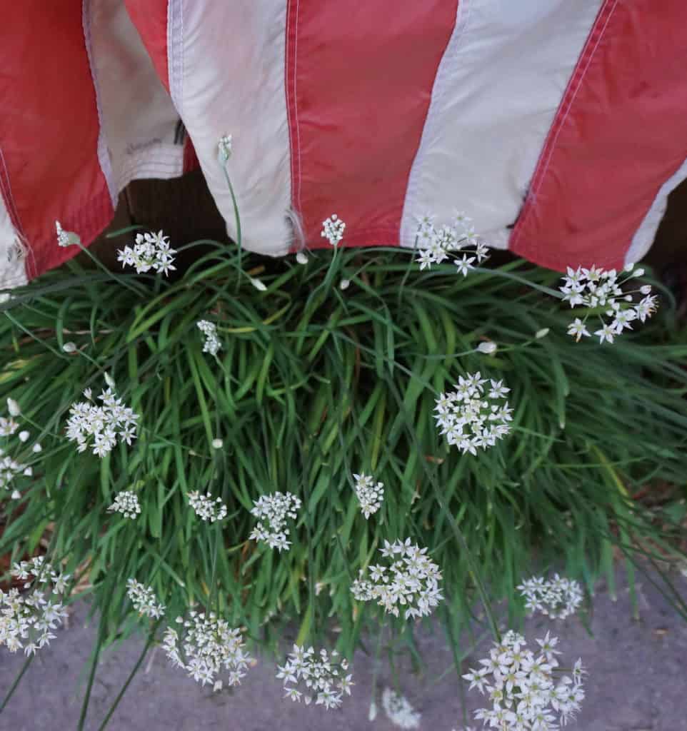 garlic chive flowers with United Sates flag