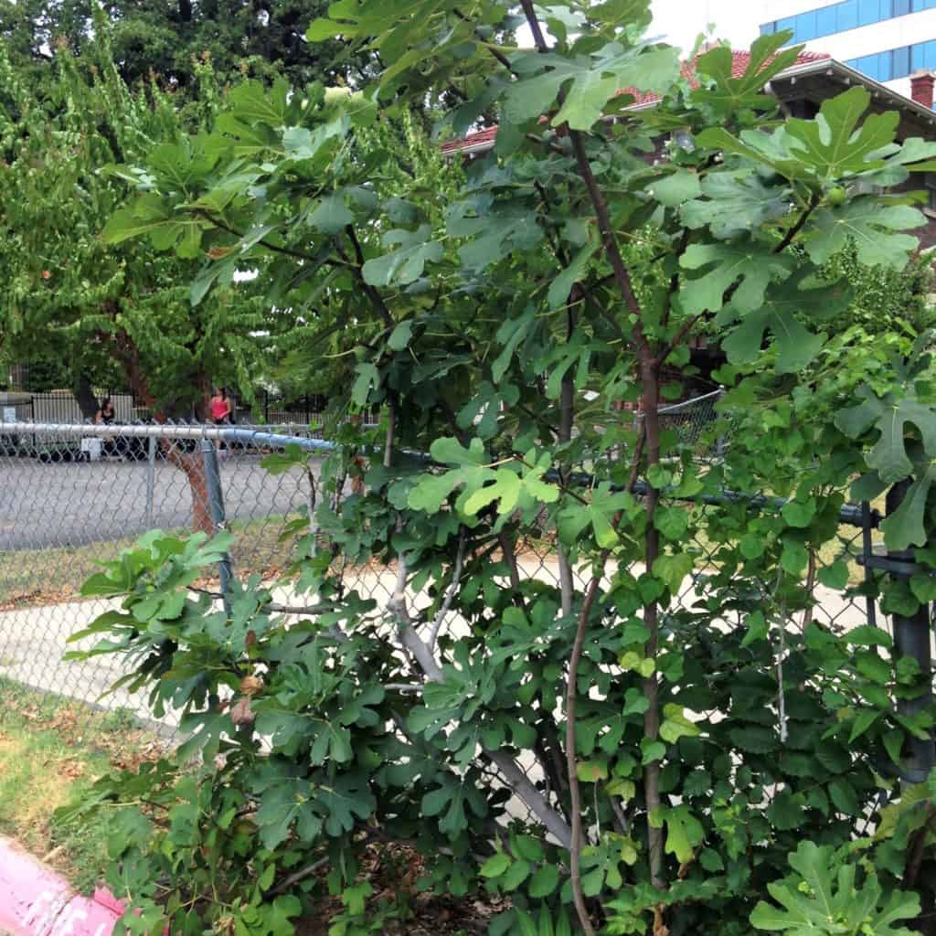 fig tree perseveres in church parking lot