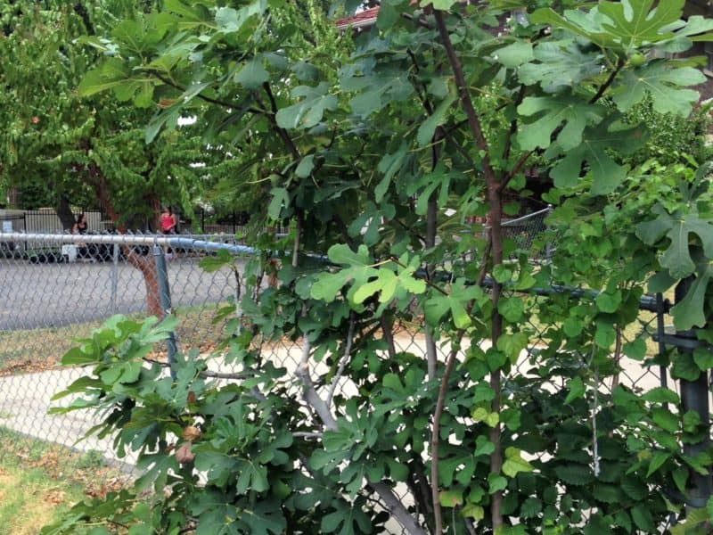 fig tree perseveres in church parking lot