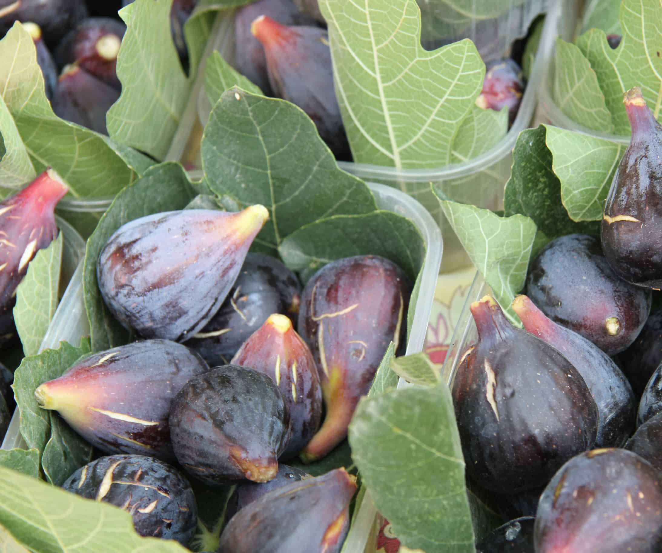 Fig Fig