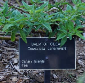 Balm of GIlead marker Huntington Botanic GArdens