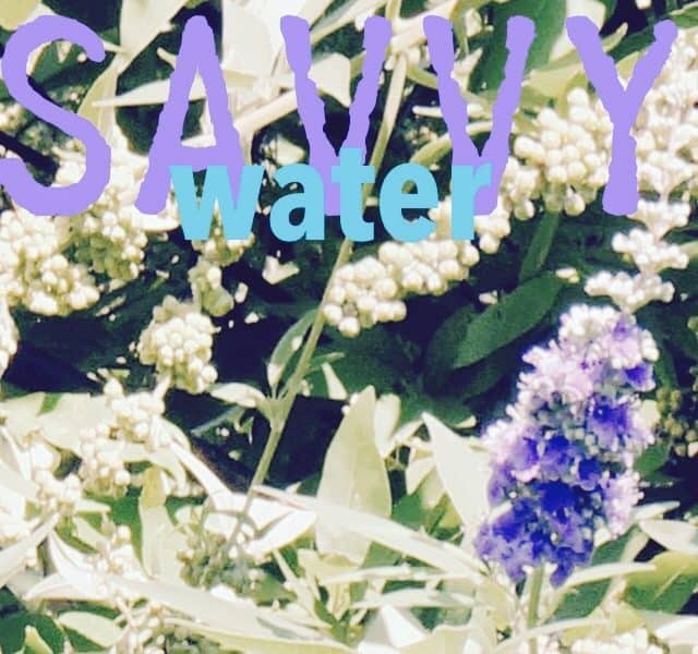 water savvy vitex with purple flowers