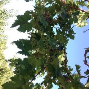 Grapevine trellis at LA Arboretum