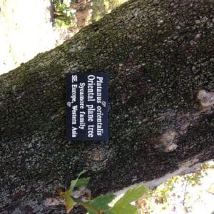 Plane tree plant tag LA Arboretum